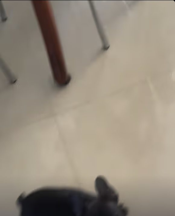 What Kind of Bug is That ?